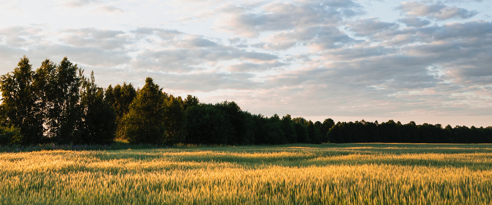 terres agricoles
